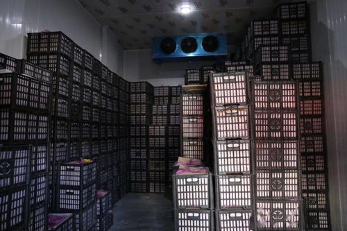 春節期間華南農產品批發市場銷售創佳績，批發兼零售模式顯成效